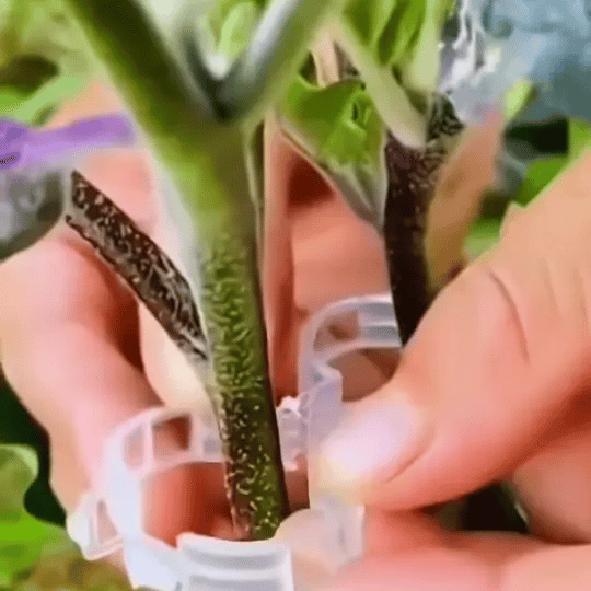 Set 100 Clips de Palisare 23mm – Susține Plantele Fără Sfori și Noduri