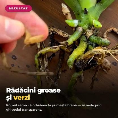 Rădăcini groase și verzi